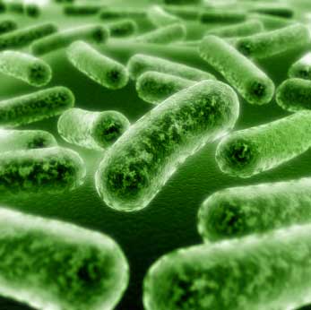 E.coli создана в лаборатории