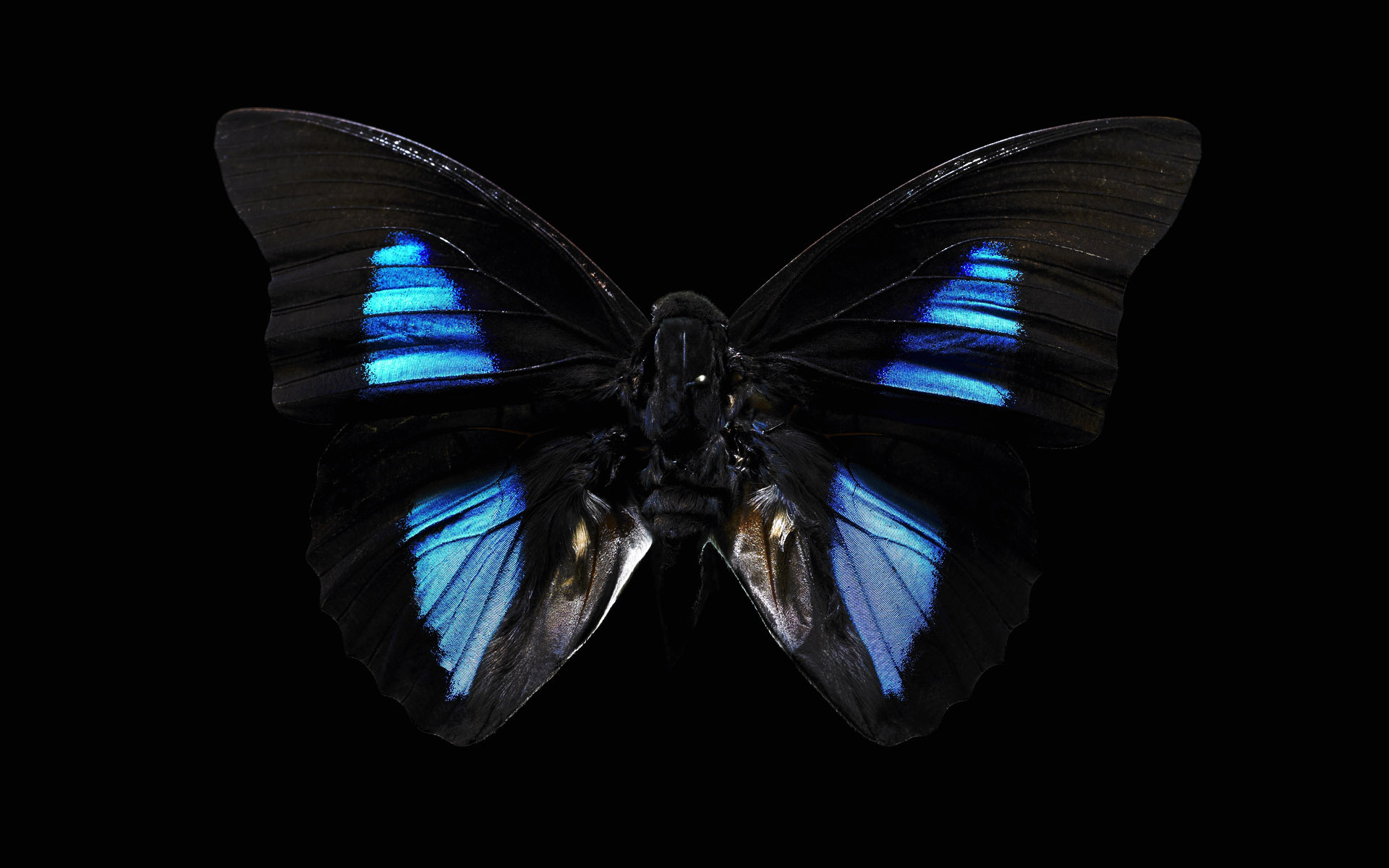 Черно синяя бабочка. Олимпиус Инферно бабочка. Бабочка Баттерфляй Блэк. Бабочки на черном фоне. Красивые бабочки.