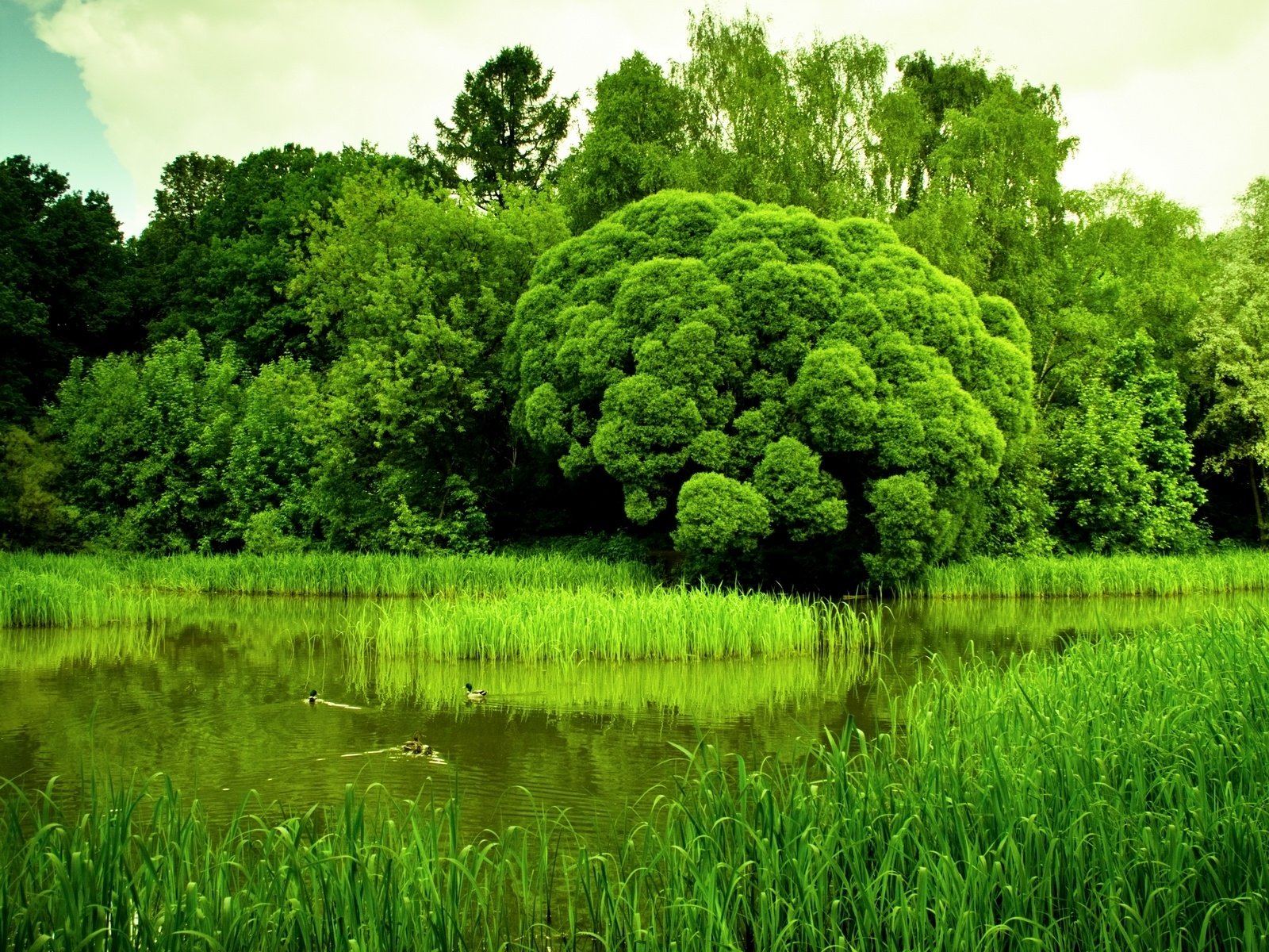 Природа в зеленых тонах