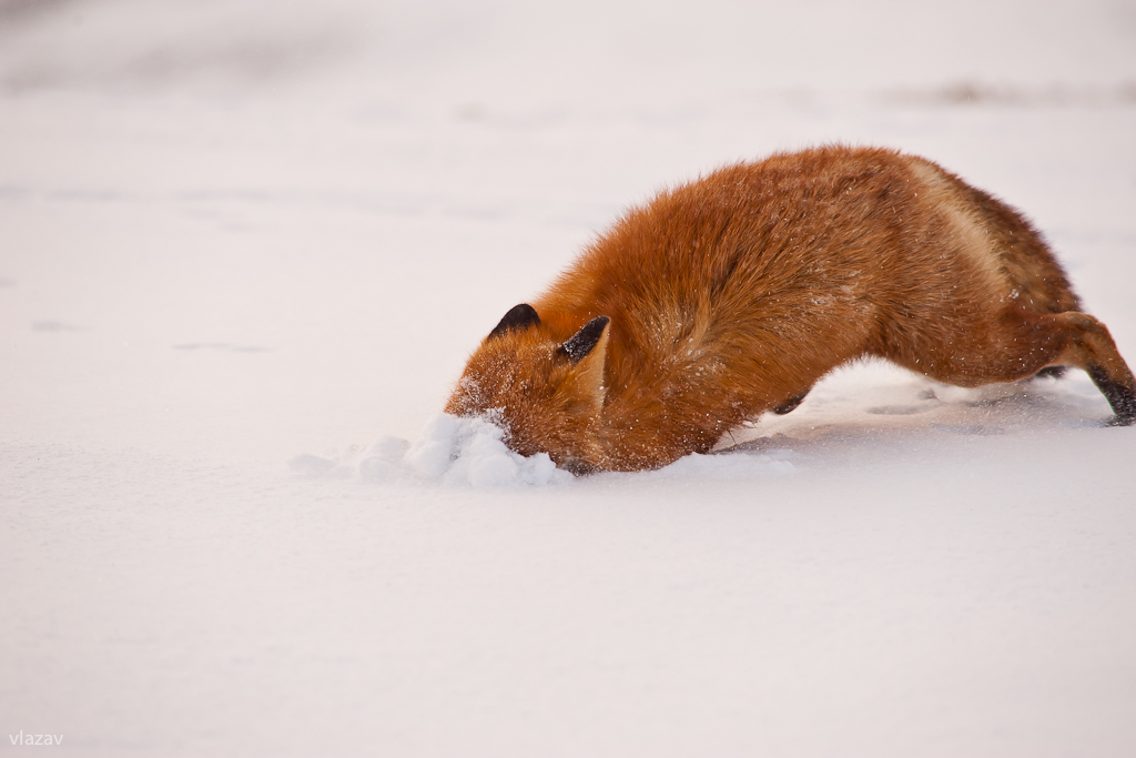 Под fox. Лиса охотится на мышей. Лиса в снегу. Лиса охотится зимой. Мышкование лисицы.