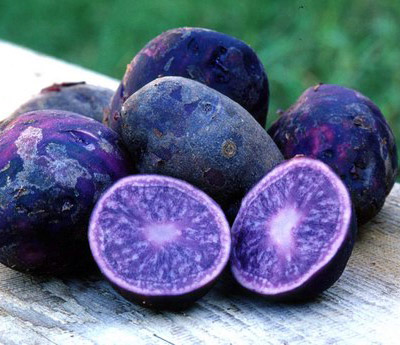 Картофель Фиолетовый (Purple Congo)