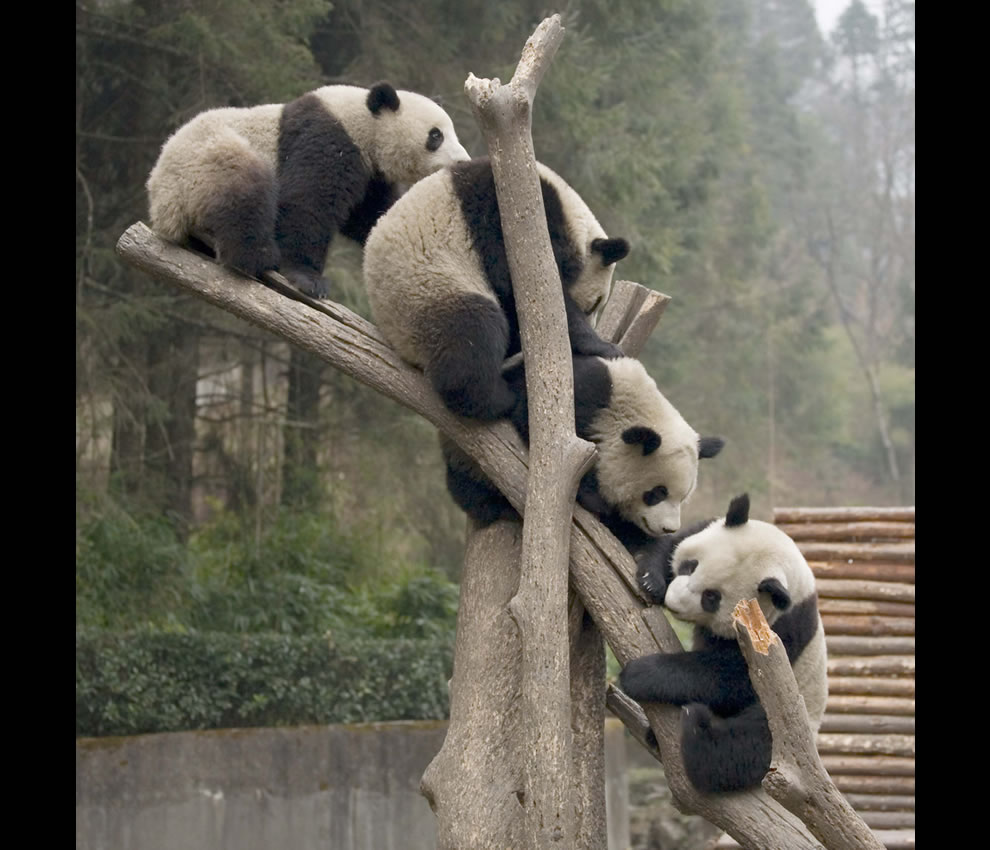 Giant Panda Eating Bamboo, Wolong Nature Reserve, Sichuan, China без смс