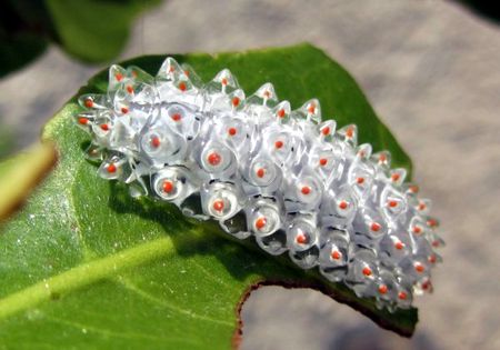 Jewel Caterpillar Acraga Coa