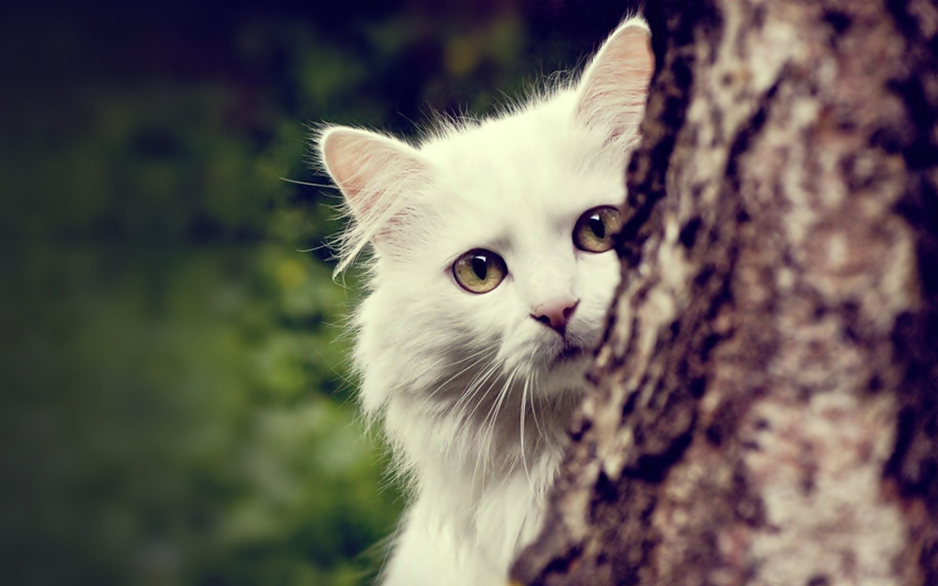 природа животные кот белые скачать