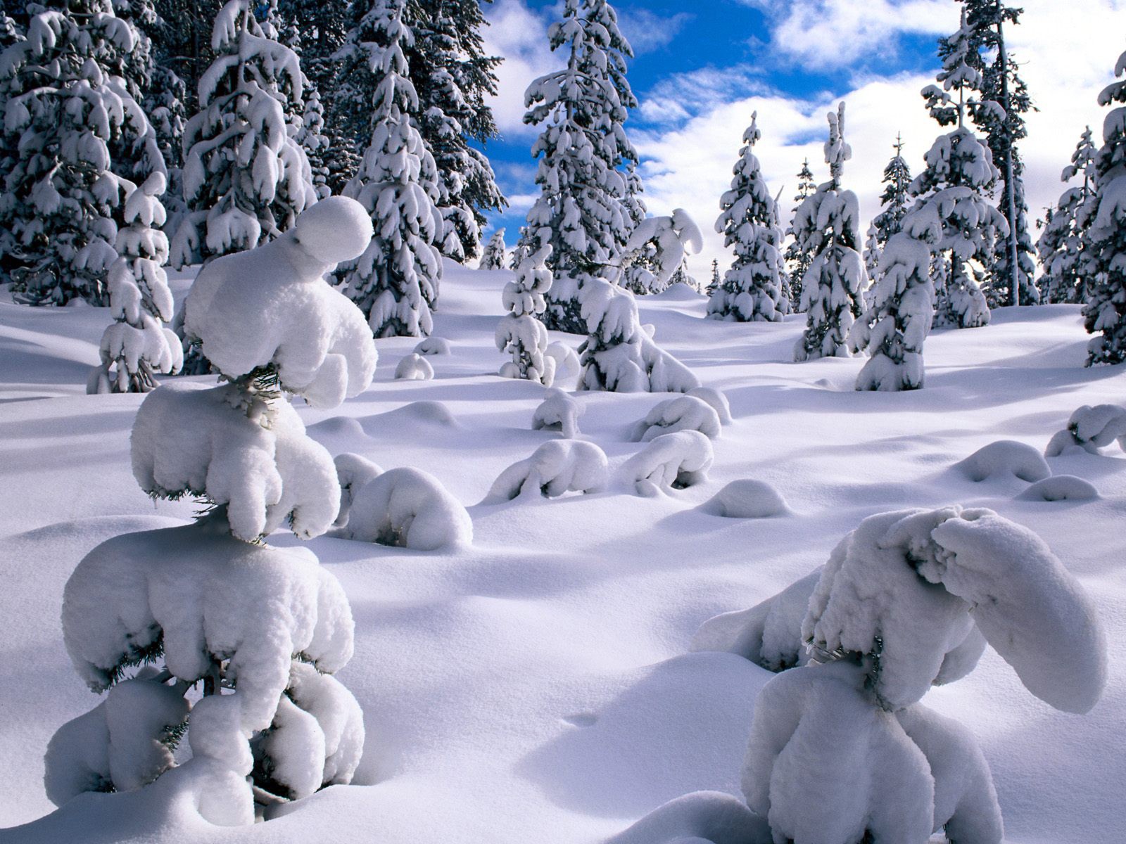 Хорошее зимнее видео. Зима. Зимняя природа. Зимний лес. Сказочный зимний лес.