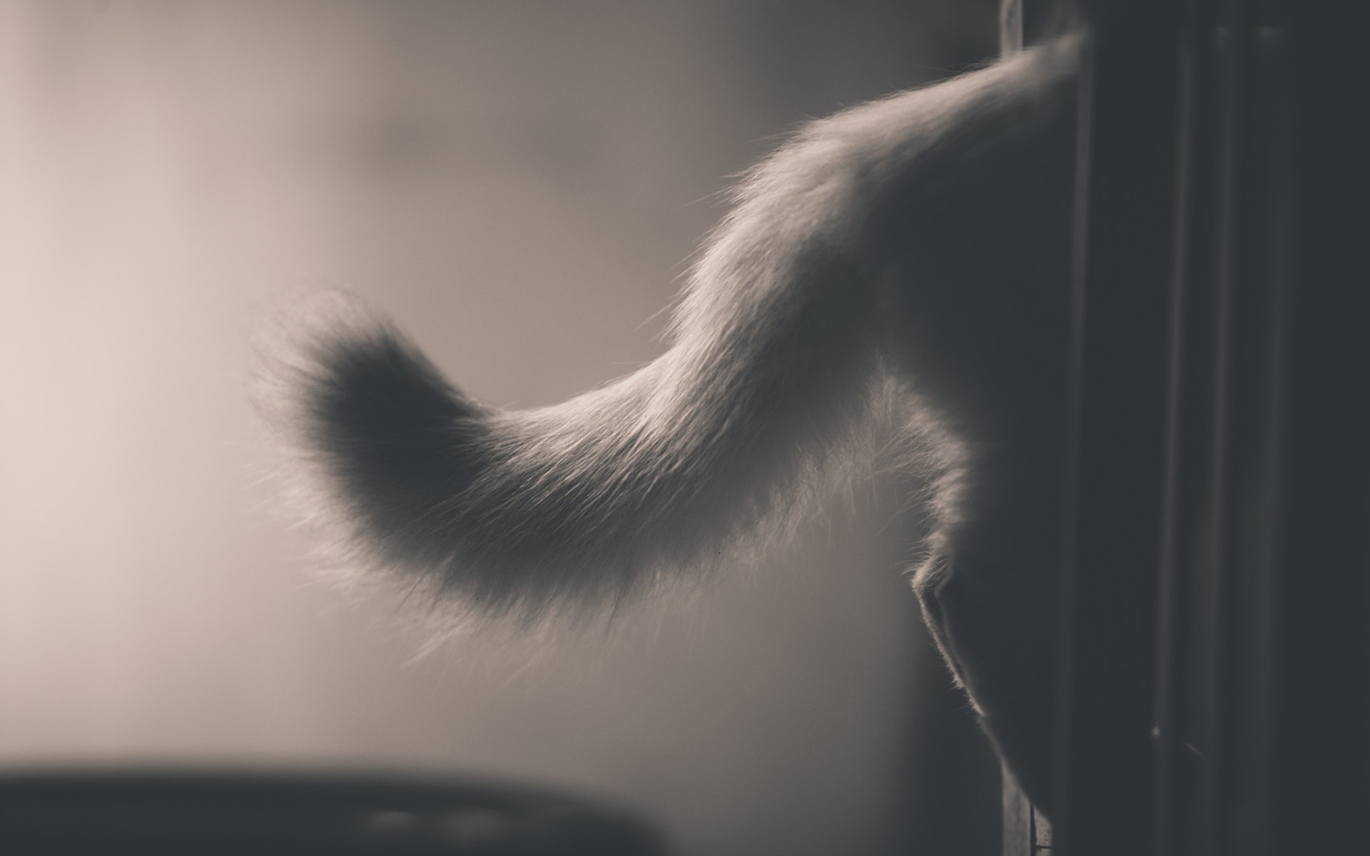 Хвост кота картинка. Кошачий хвост. Кот с хвостом. Серая кошка с пушистым хвостом. Кошачий хвост для девушек.