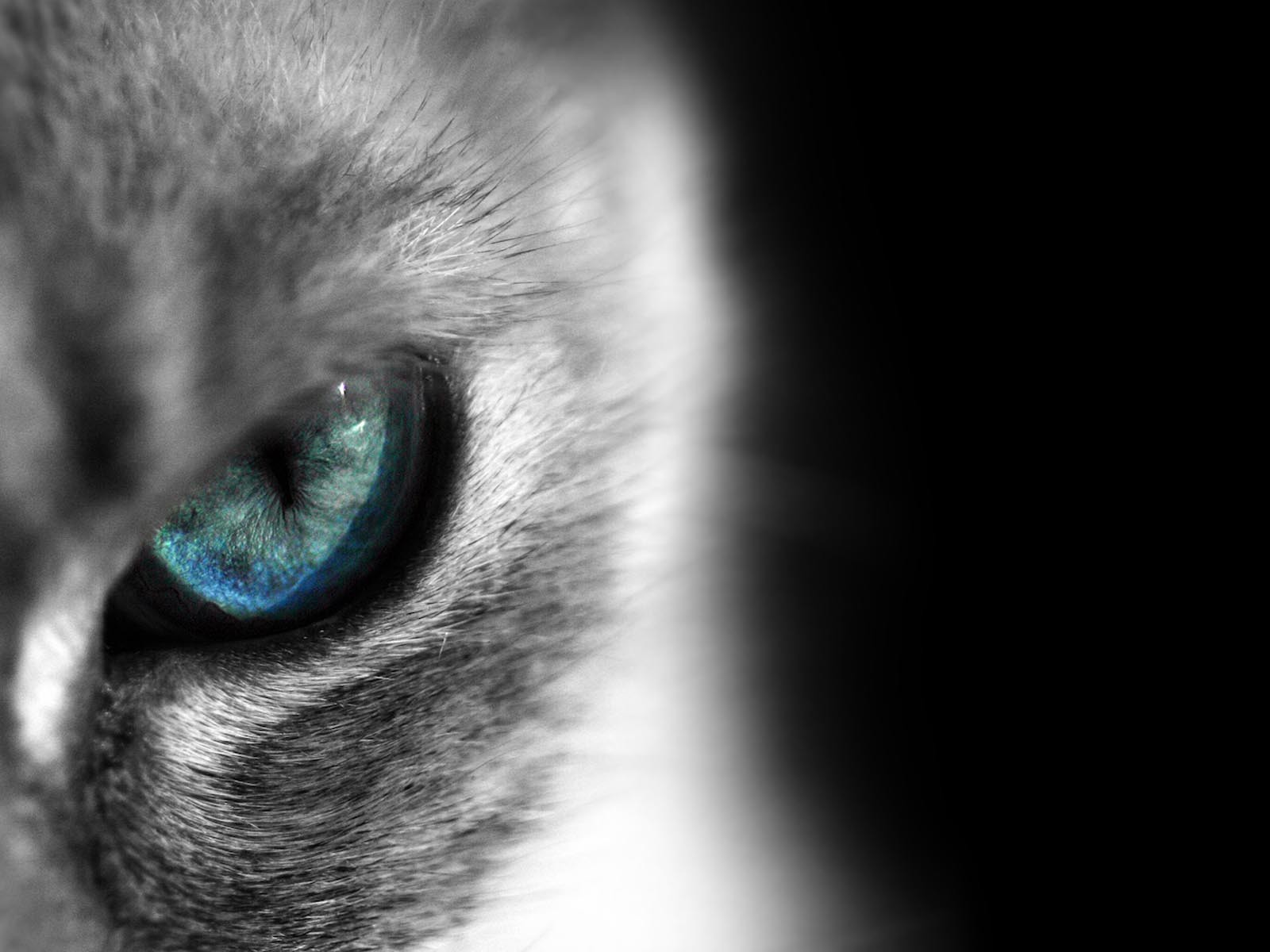 У меня голубые глаза на английском. Кошачий глаз. Кошка с голубыми глазами. Морда серого кота с голубыми глазами. Серый кот с голубыми глазами.