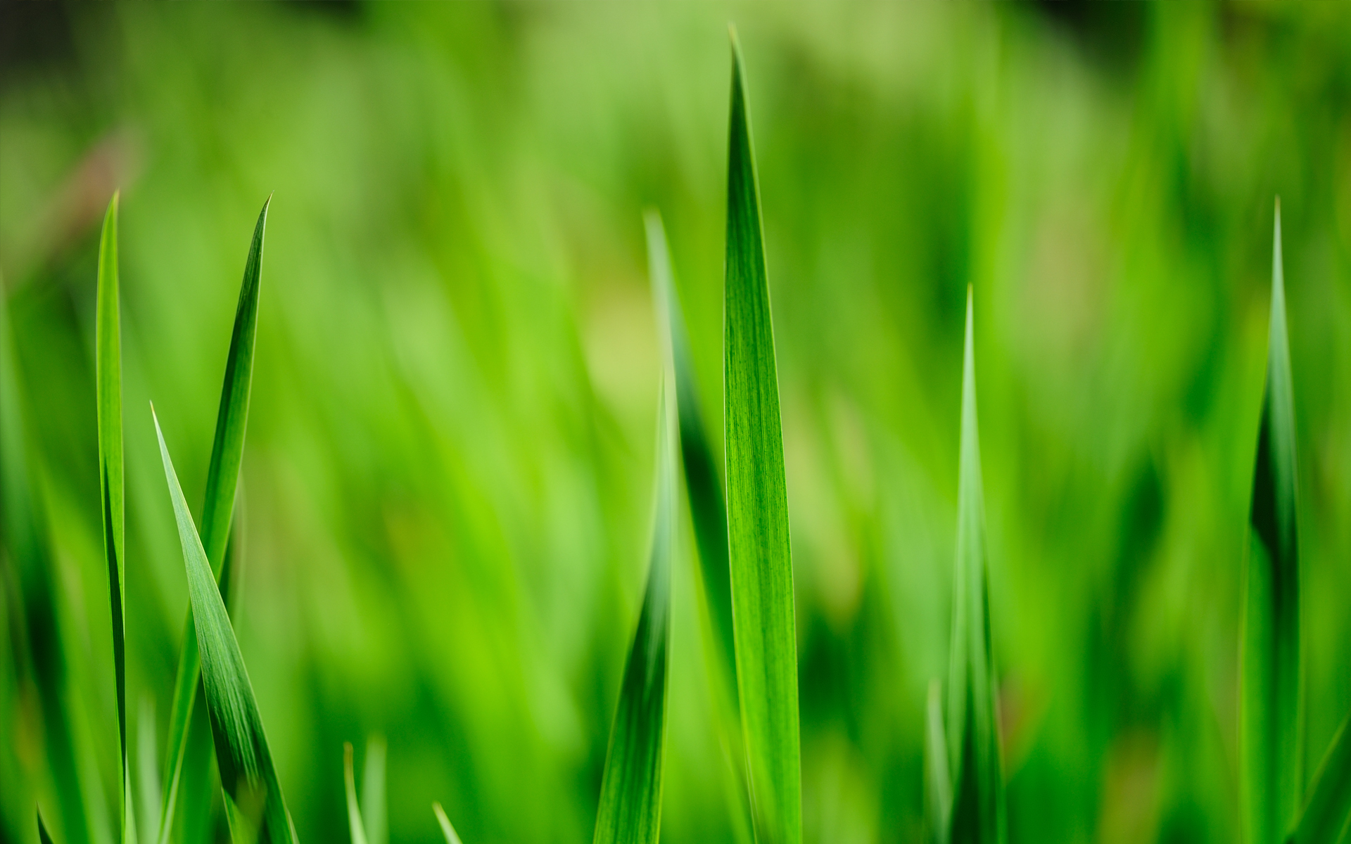 Темно-зеленая трава макро съемка без смс