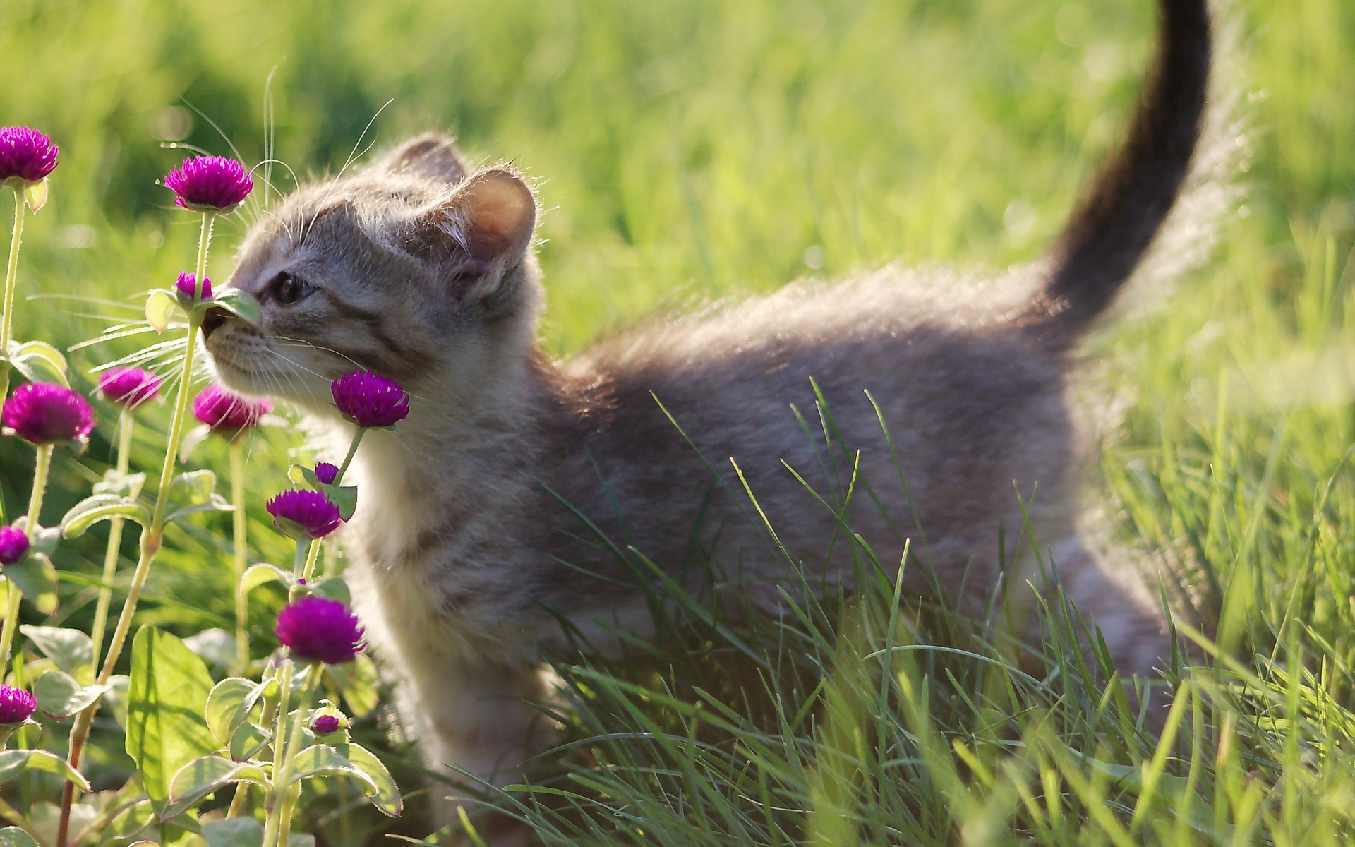 природа животные кот трава бесплатно