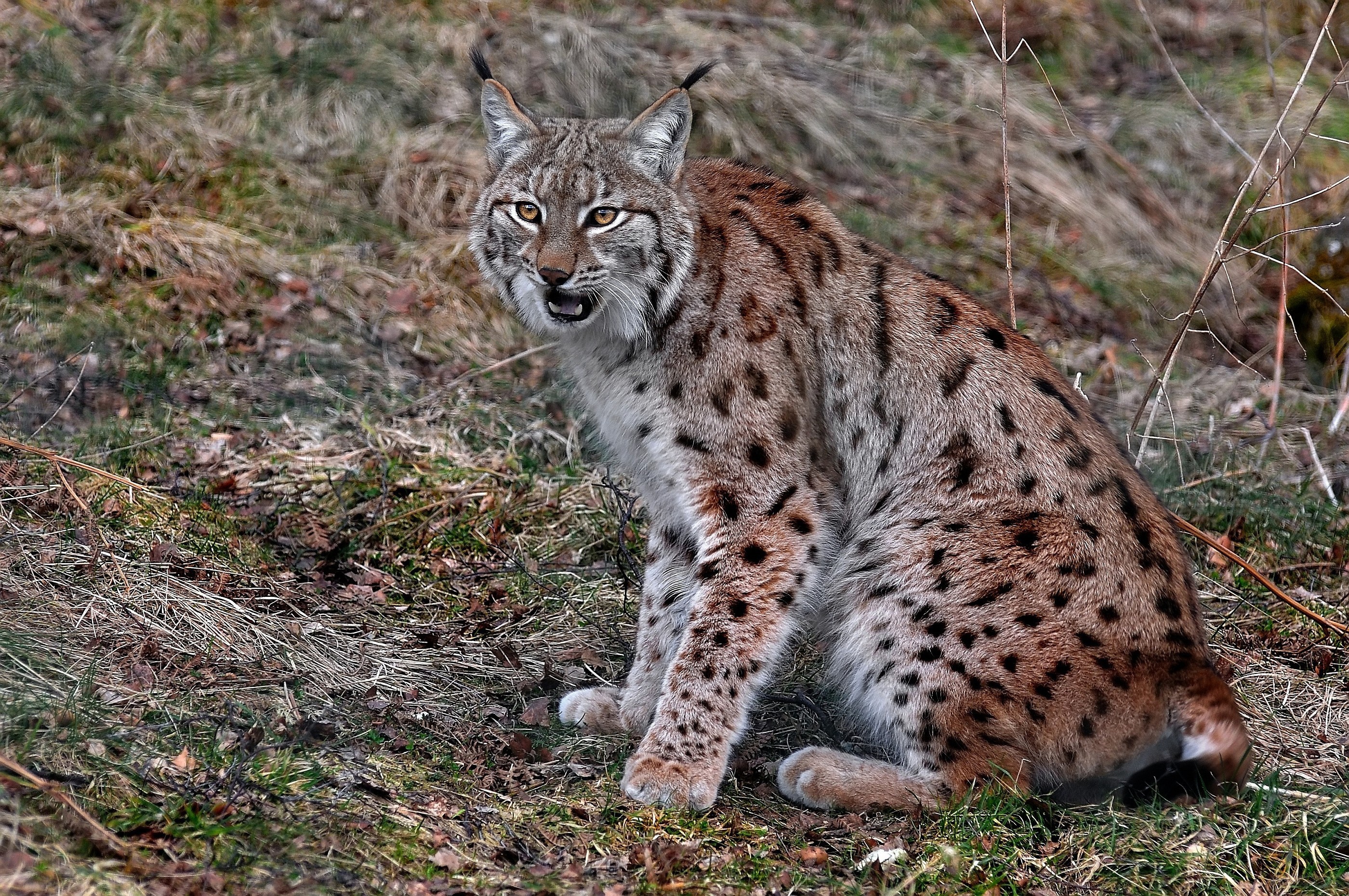 Ход рысью. Обыкновенная Рысь. Пятнистая Рысь. Lynx Lynx Linnaeus, 1758. Вислоухая Рысь.