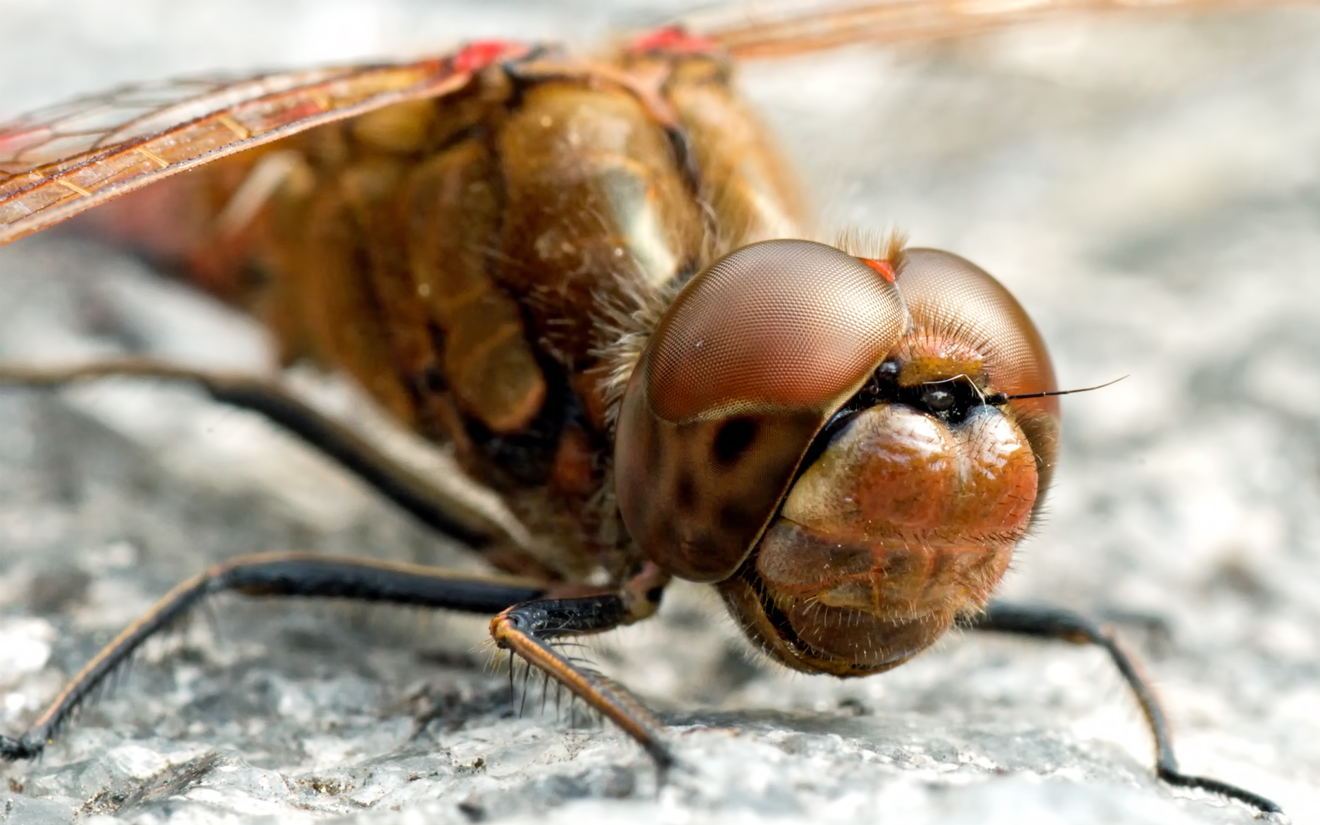природа насекомое макро голова пчела глаза без смс
