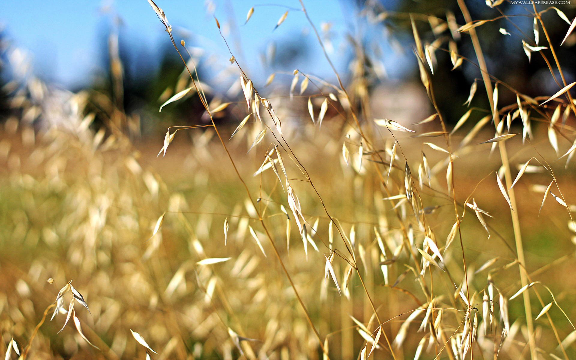 природа пшеница крупный план бесплатно