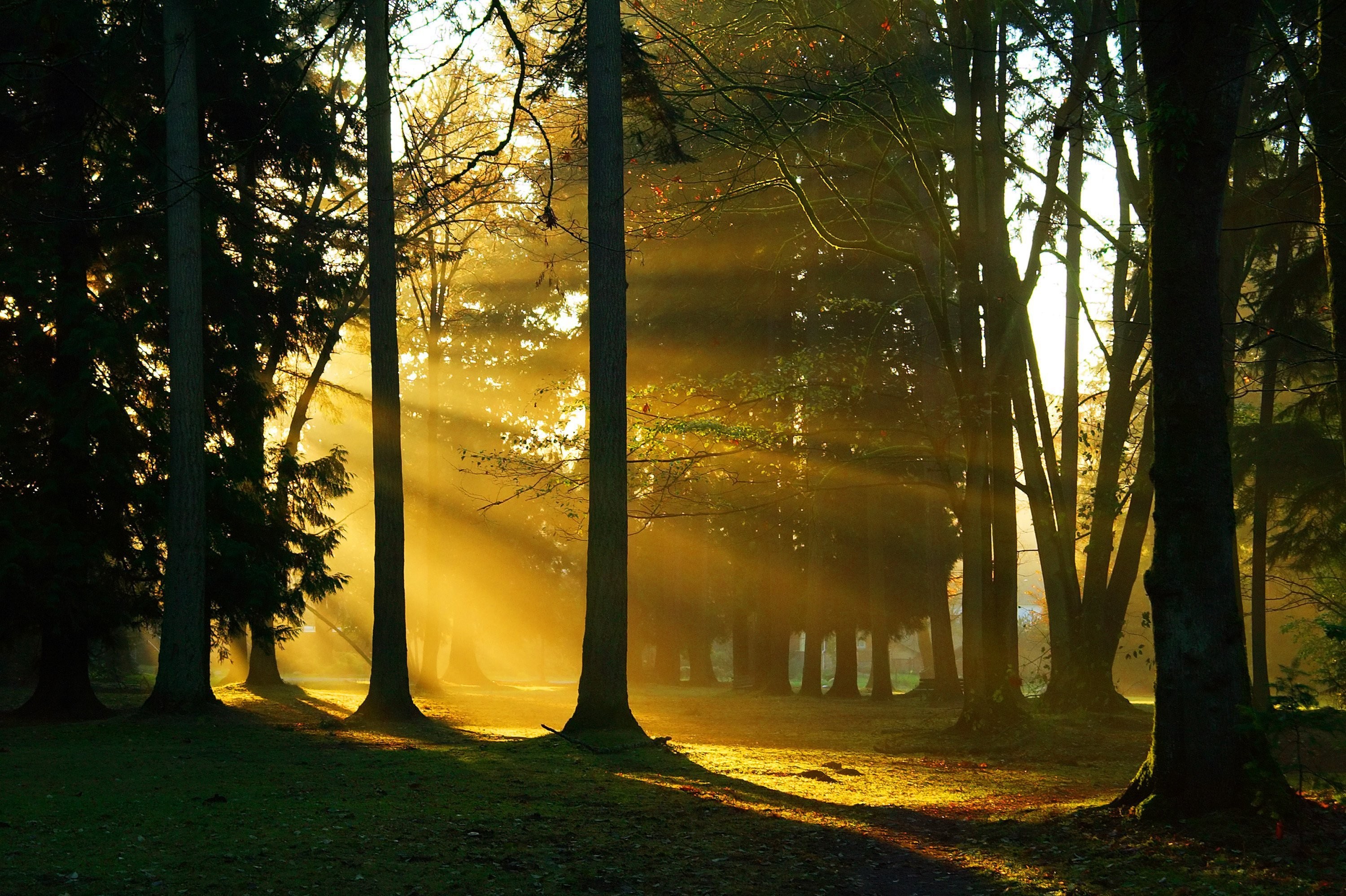 Лес солнце и звезды. "Солнце в лесу". Пейзаж леса. Лучи солнца в лесу. Солнечный лес.