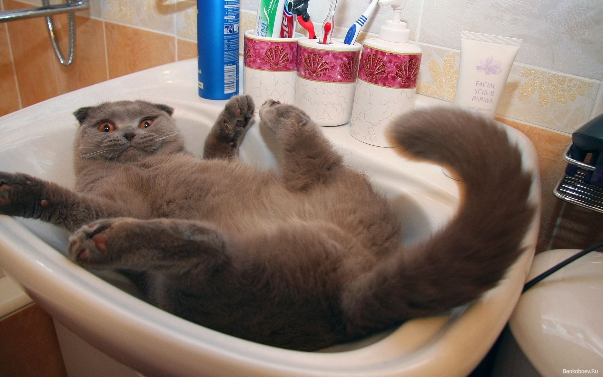 Видео кота в ванной. Прикол. Котики приколы. Прикольные картинки котиков. Кот в ванне.