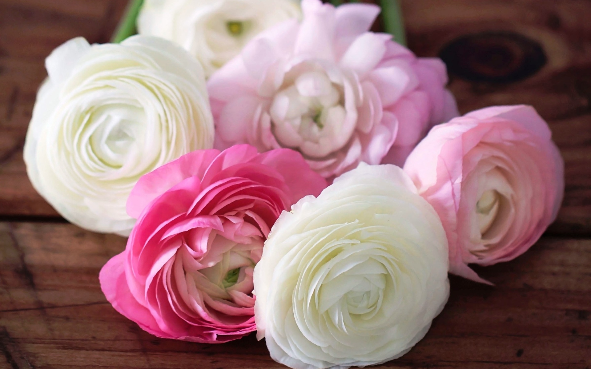 цветы белые розовые без смс