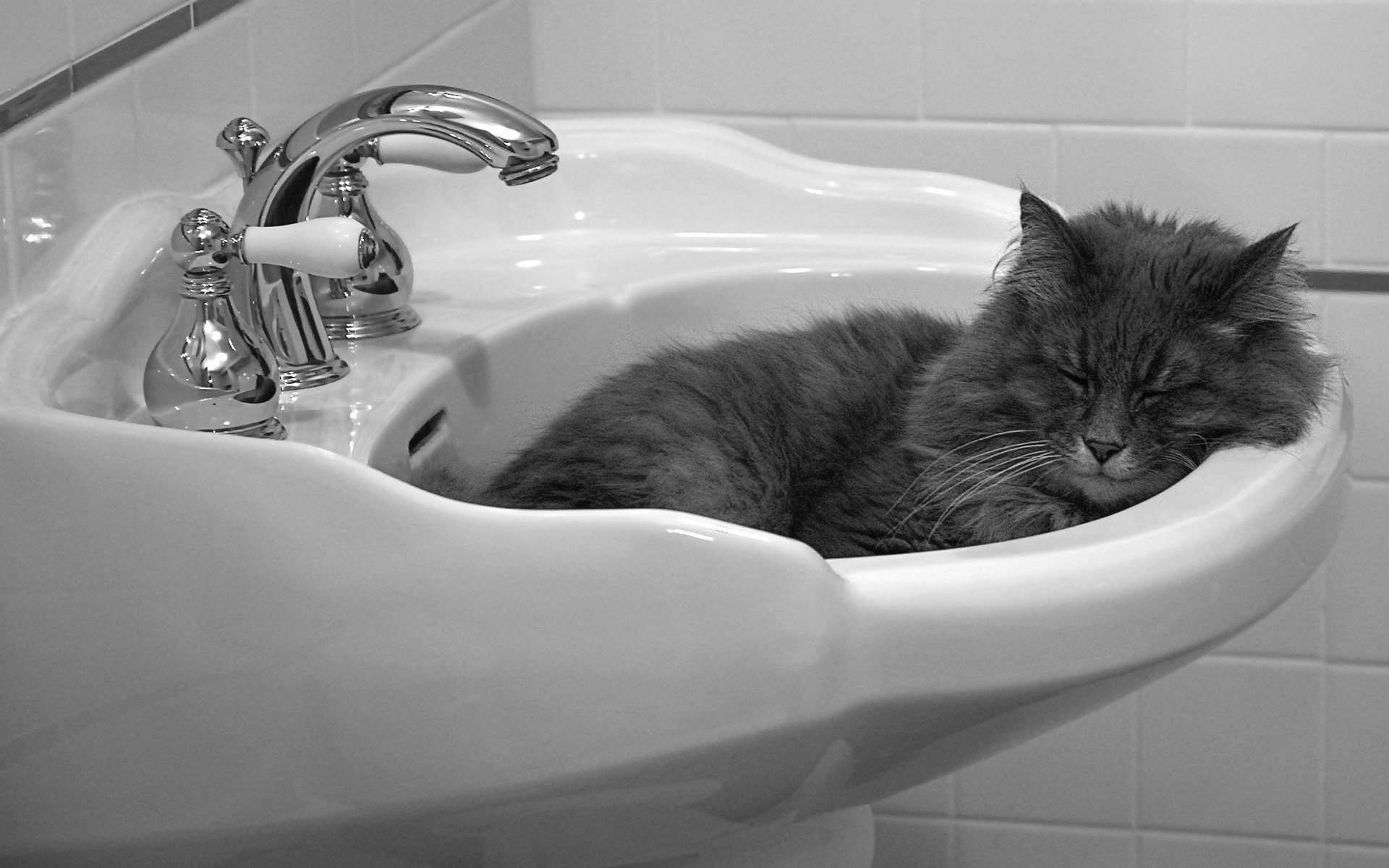 Котик в ванне. Котик в ванной. Кот в ванне. Кот в умывальнике.