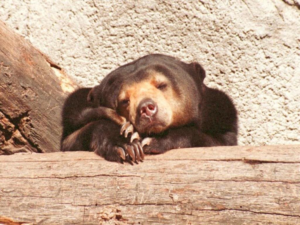 Спящий на бревне медвежонок скачать