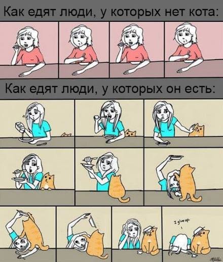 Обязанности кота по дому