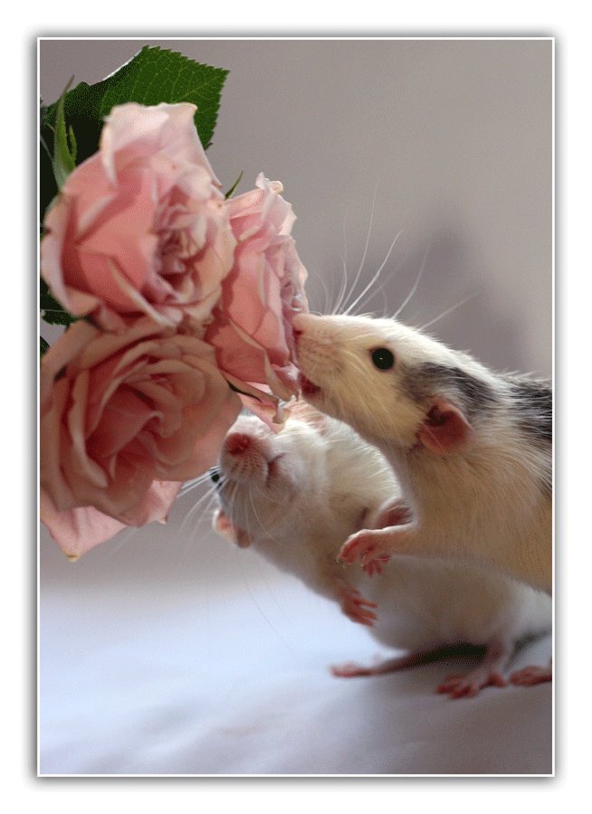 Милая мышь. Крыски Эллен Ван Дилен. Хомяк с цветами. Крысы домашние. Милые крысы.