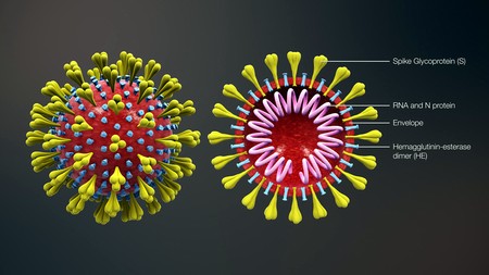 Опасен ли новый коронавирус?