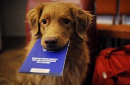 В Госдуму внесли законопроект о регистрации домашних животных